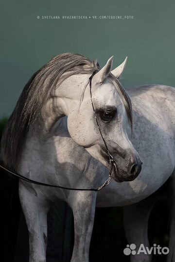 Жеребец на случку