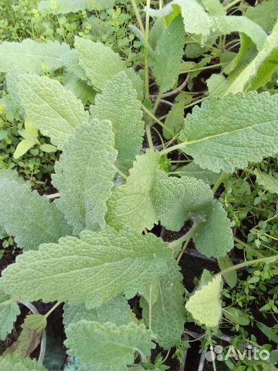 Пряные травы