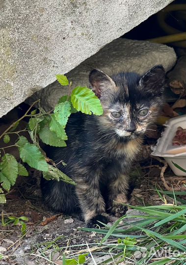 Котята ищут дом