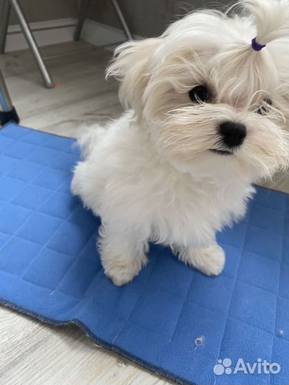 Мальтезе РКФ