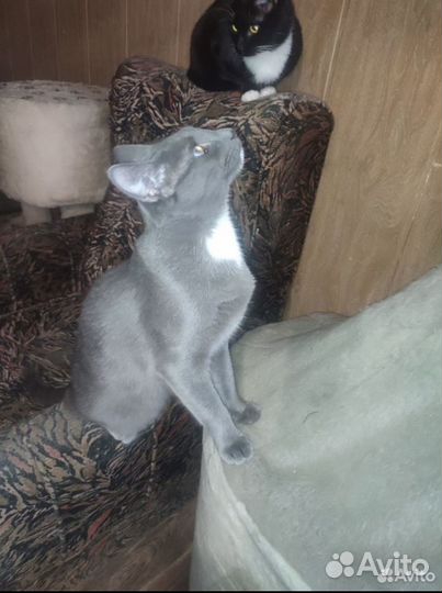 Серый котик грустит в приюте