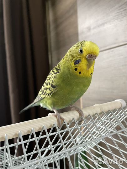 Назойливый волнистый попугай