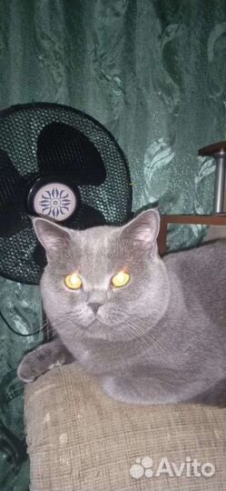 Британский кот вязка