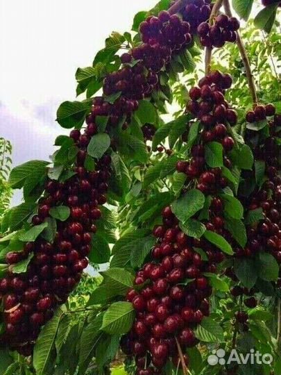 Редкие растения для сада