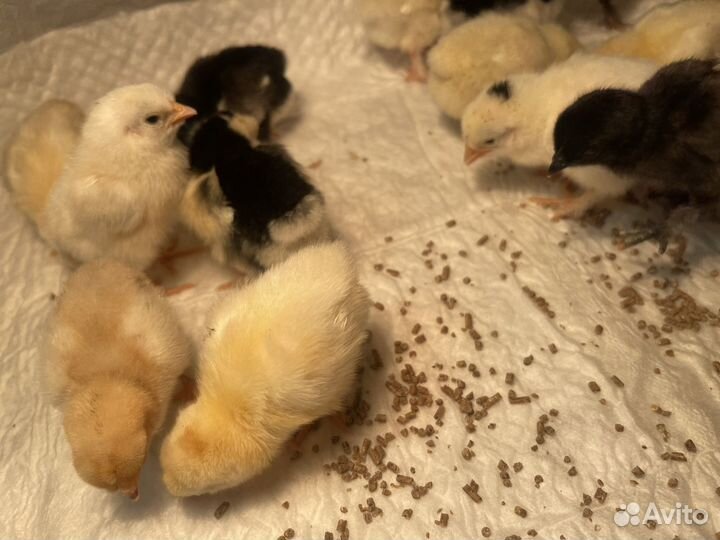 Цыплята Бентамки куры карликовые коррльки