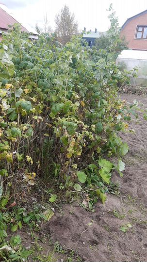 Участок 6 сот. (ИЖС)