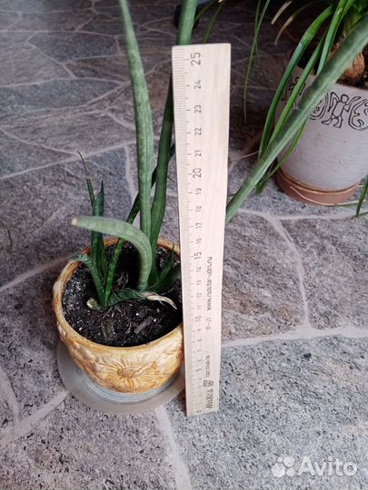 Сансевиерия