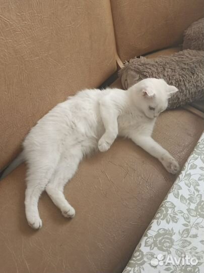 Кошечка Снежка