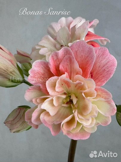 Пеларгония герань