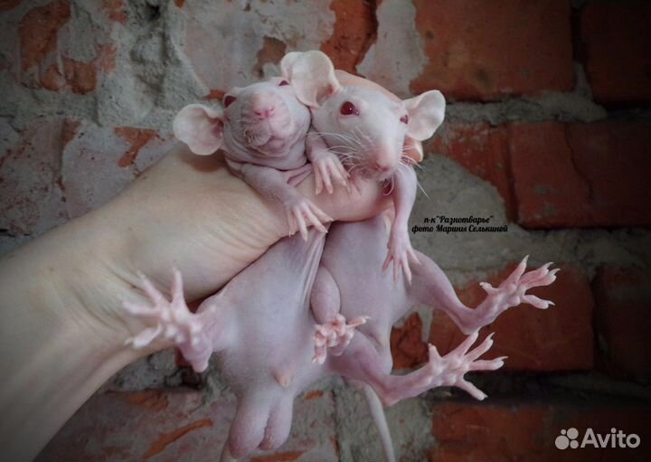 Декоративные цветные крысы, мыши