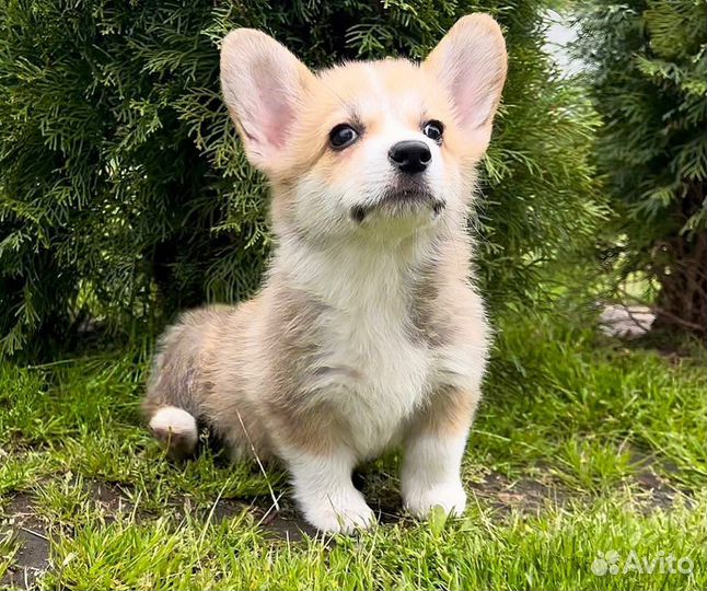 Вельш-корги пемброк щенки