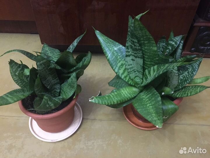 Сансевиерия,щучий хвост