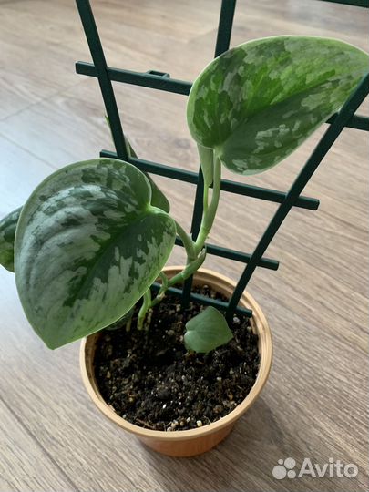 Сциндапсусы Обновлено 21.07