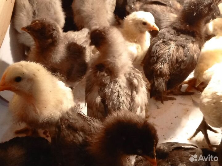 Цыплята от домашних кур- несушек
