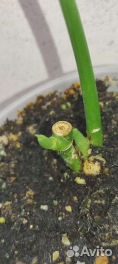 Сциндапсус