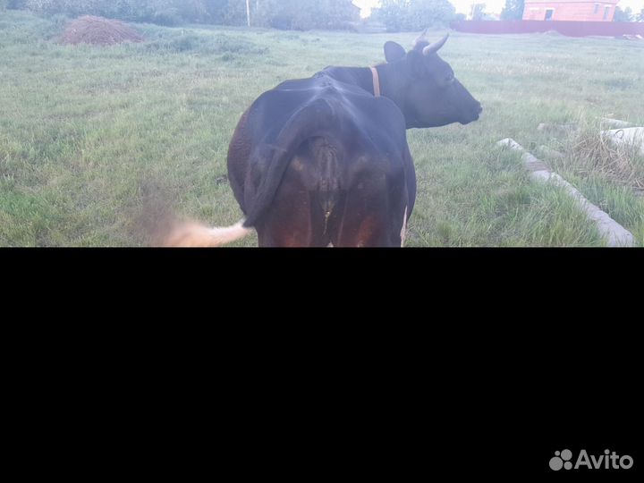 Корова дойная