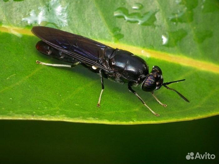 Личинки черной львинки (живые) (Hermetia illucens)