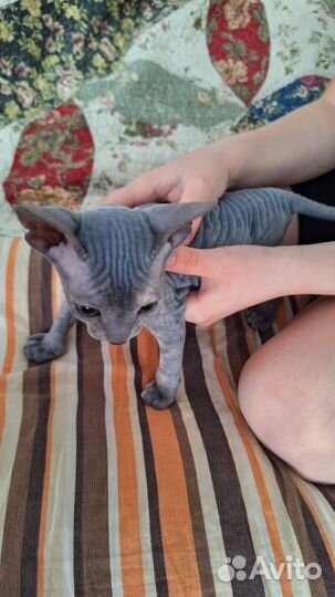 Котята сфинкс