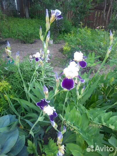 Ирисы бородатые сортовые