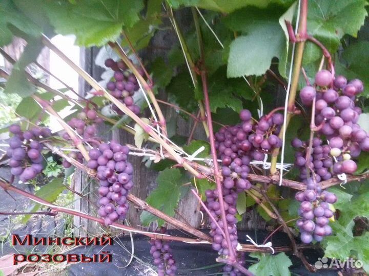 Саженцы сладкого винограда