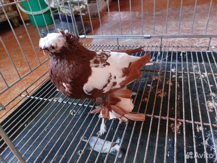 Голуби узбеки