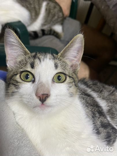 Отдам котенка