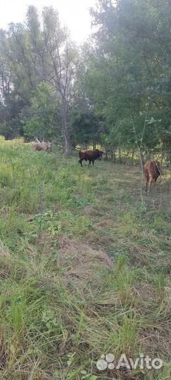 Бычки и быки