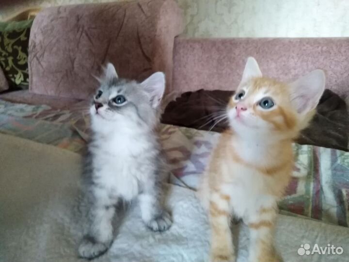 Котята в добрые руки