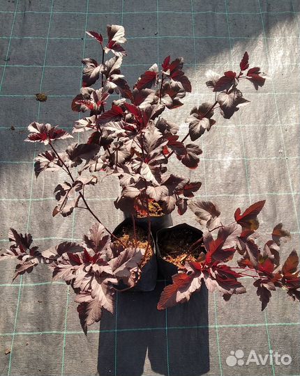 Пузыреплодник калинолистный 