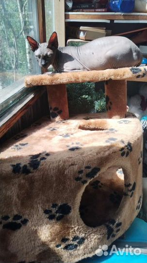 Передержка кошек и котиков