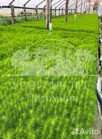 Сеянцы на лесовосстановление Горная сосна Мугус зк