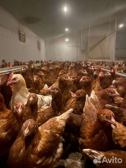 4-6 месячные несушки