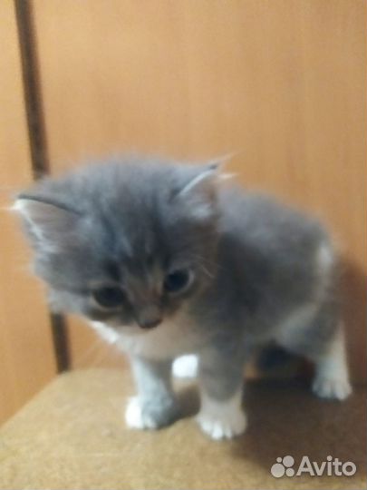Кошки бесплатно