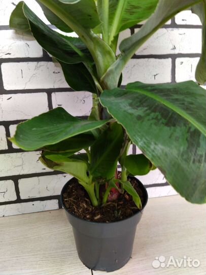 Банан комнатный