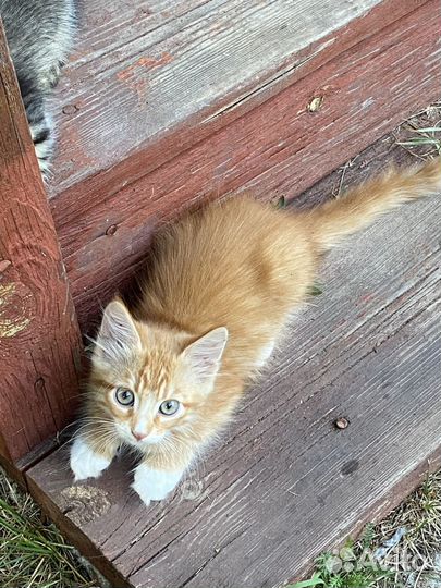 Котята в добрые руки бесплатно