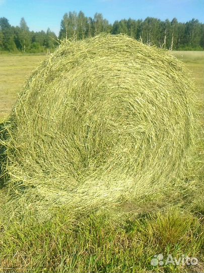Сено могар,пайза урожай 23 года