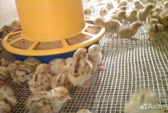 Инкубационное яйцо Белый гигант и Феникс золото