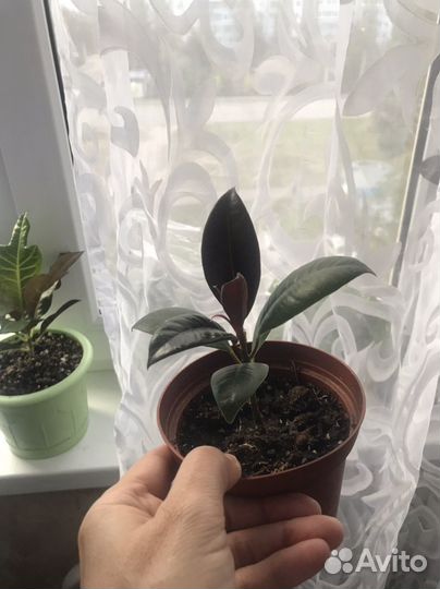 Фикусы Мелани, Абиджан, разные виды бенджаминовых