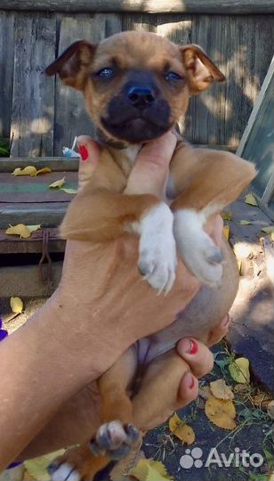 Маленькая собака