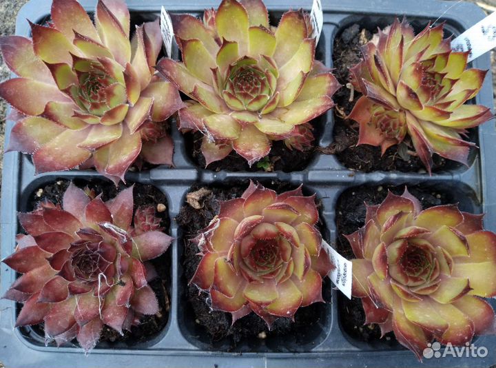 Молодило сортовое