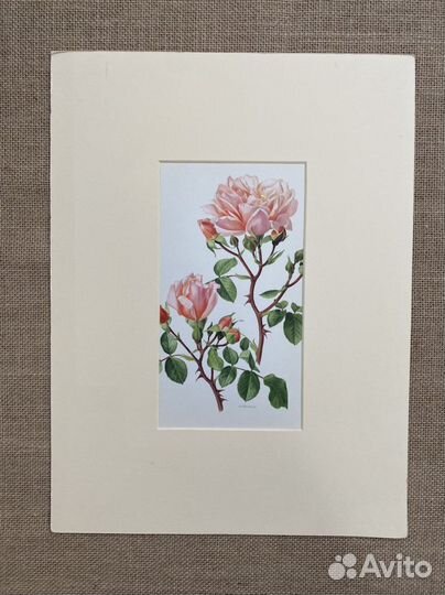 Литографии «Розы»,Германия