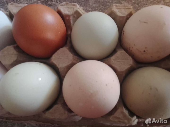 Гусиные яйца для инкубации,куриные инкубационные