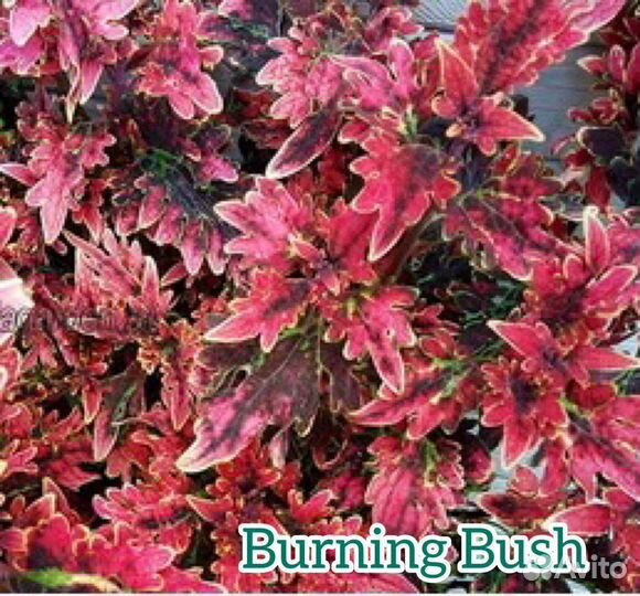 Колеусы сортовые вегетативные