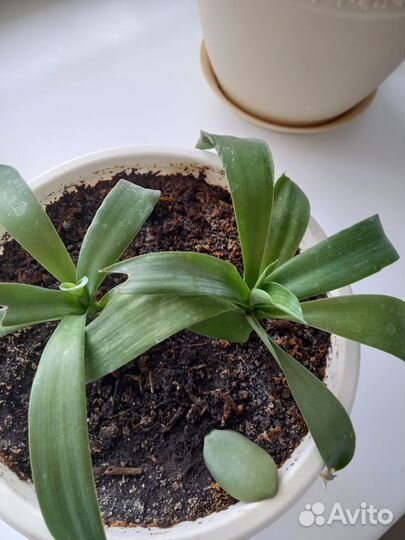 Комнатные растения