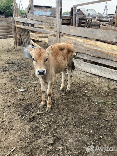 Продаются бычки