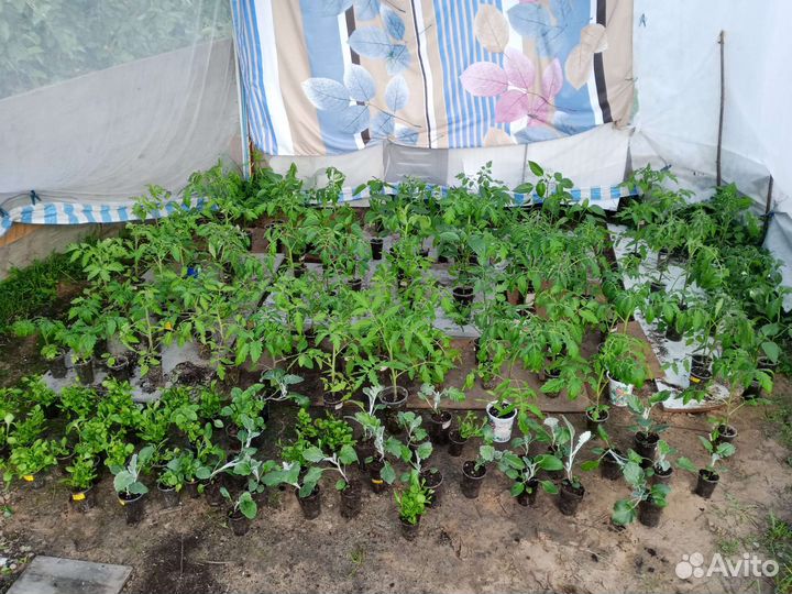 Рассада томатов и перцев