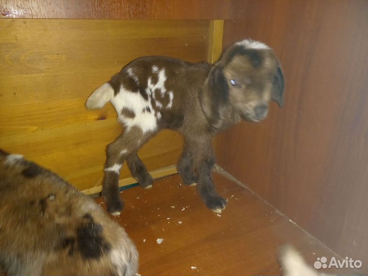 Козлята 75% нубийские