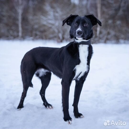 Молодая собака, девочка в добрые руки