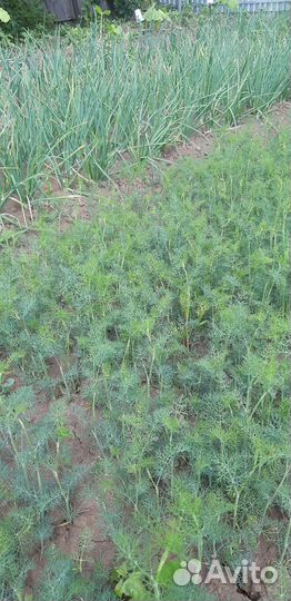 Укроп свежий