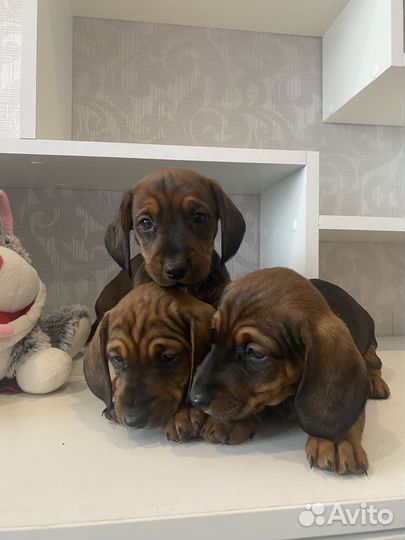 Такса таксы